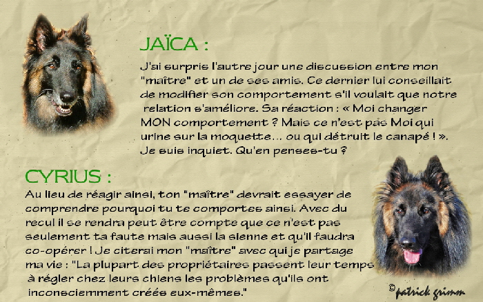 comportement entre chien 4