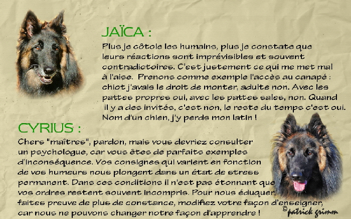 comportement entre chien 5