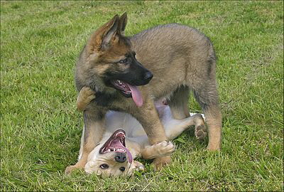 Berger allemand chiot et labra 400 Berger allemand chiot et labra 400