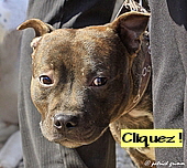 chien catgoris 170